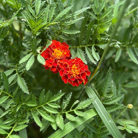 Meet your Posher, Abby - Picture 11 of 12